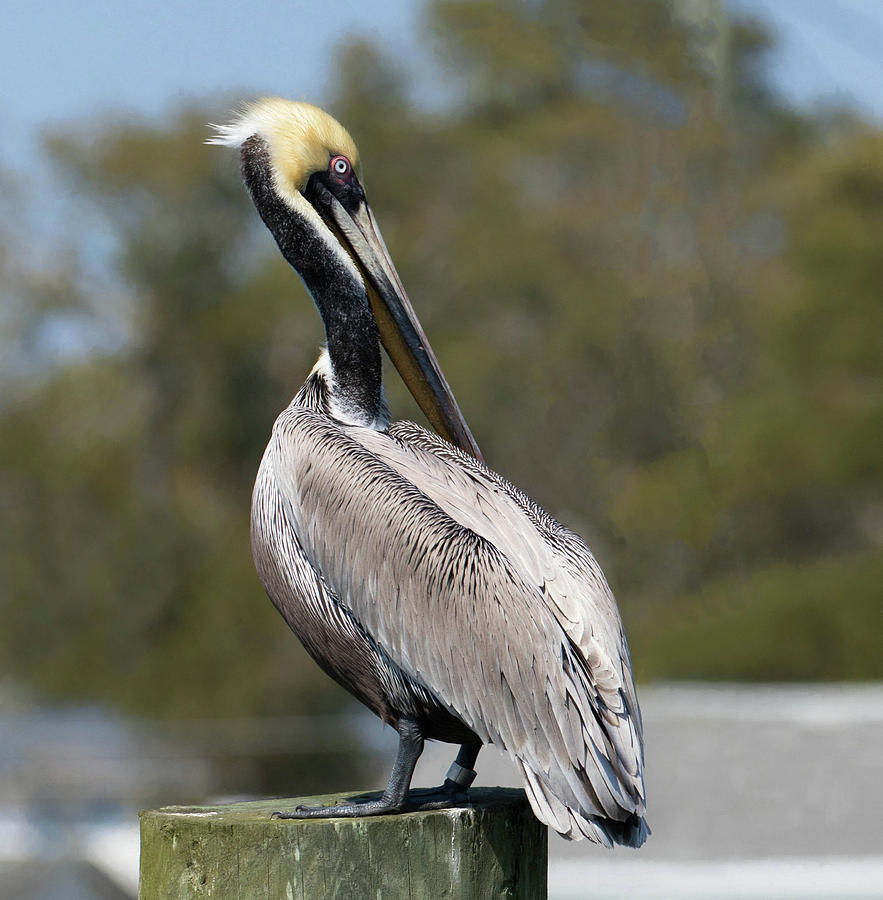 King Pelican Photograph By Cindy Archbell Pixels 