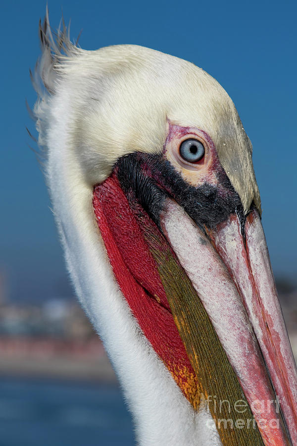 King Pelican Photograph by Kasia Bitner