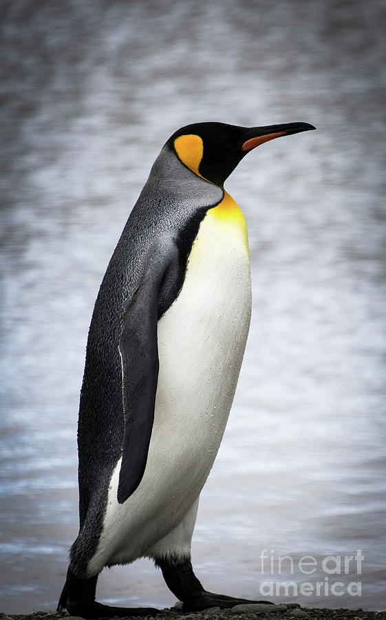 King Penguin, Antarctica Photograph By Philippe Tulula And Julie ...