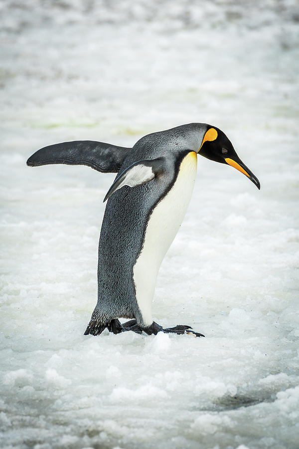 King Penguin Balancing With Flippers On Ice Photograph By Ndp - Pixels