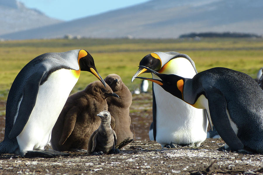 King Penguin Daycare Photograph by Martha Miller