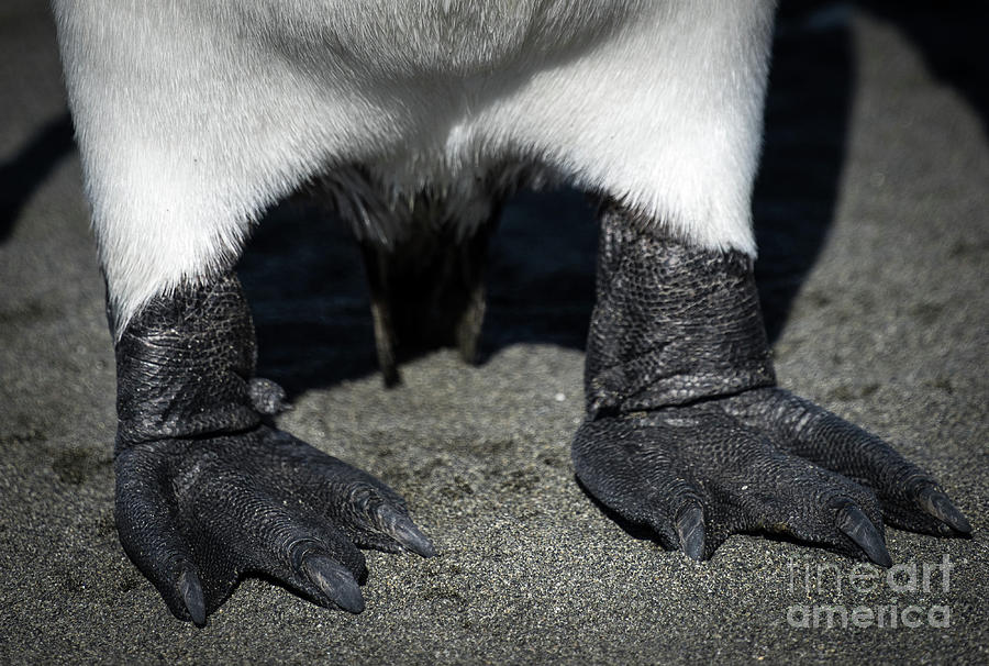 King Penguin Feet, Antarctica Photograph by Philippe Tulula And Julie ...