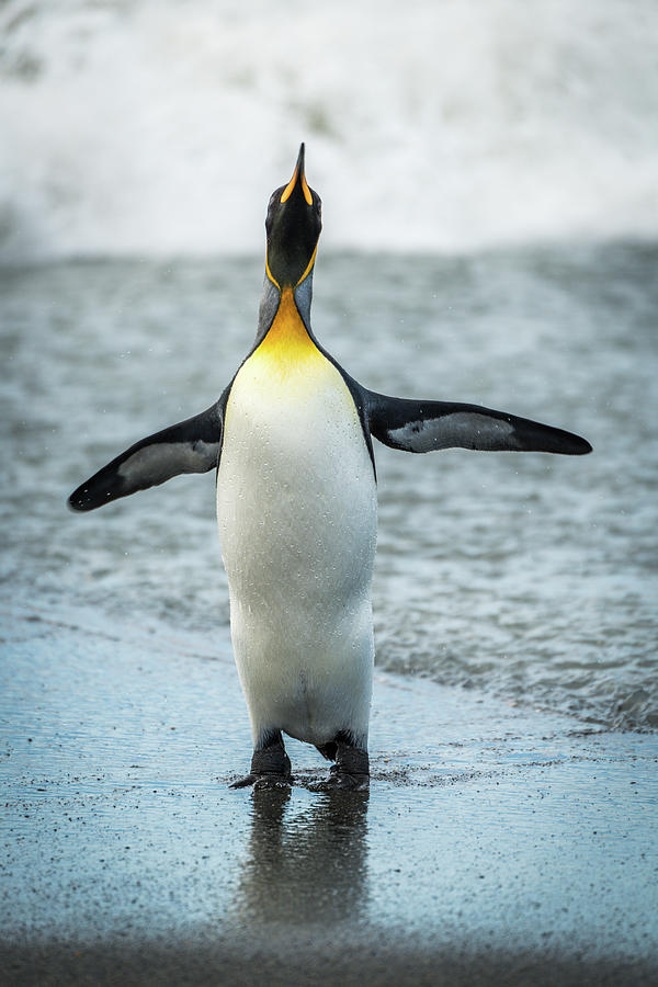 King penguin flapping flippers on wet beach Photograph by Ndp