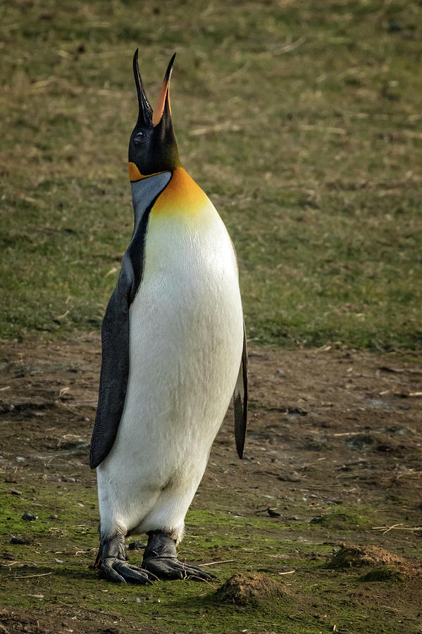 King Penguin in Argentina Photograph by Steven Upton