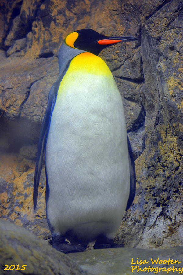 King Penguin Photograph by Lisa Wooten