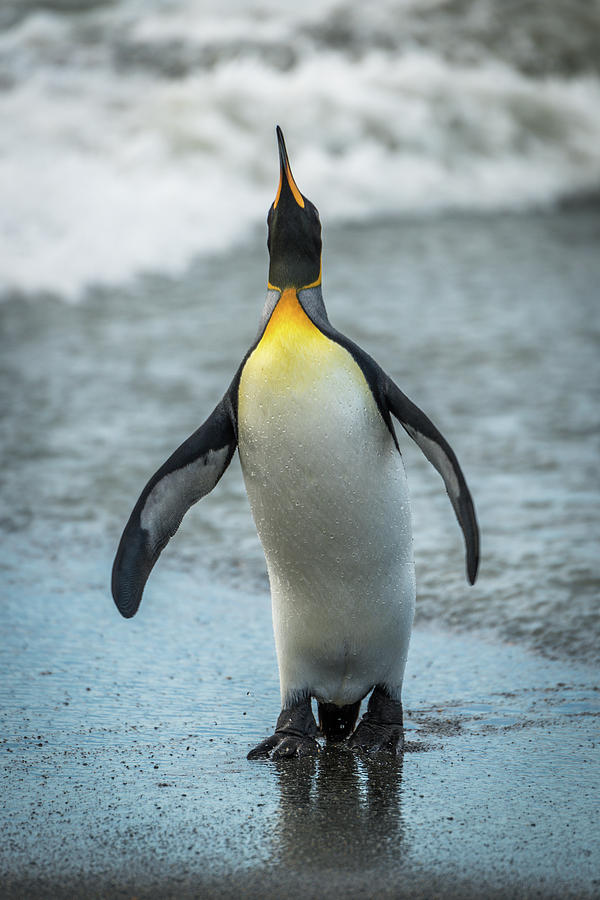 King penguin looking up on wet beach Photograph by Ndp - Pixels