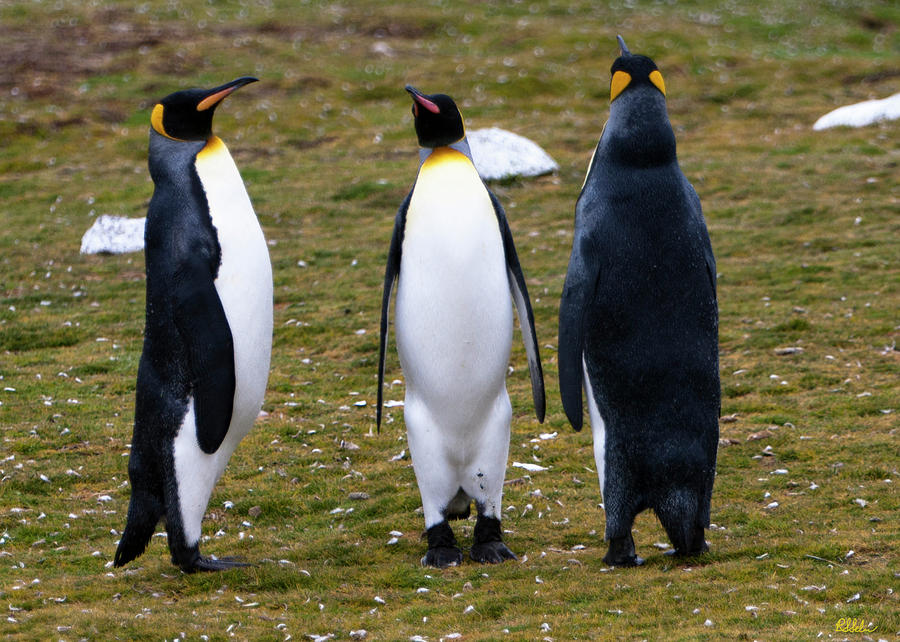 King Penguin Mug Shots Photograph By Robert Selin - Fine Art America