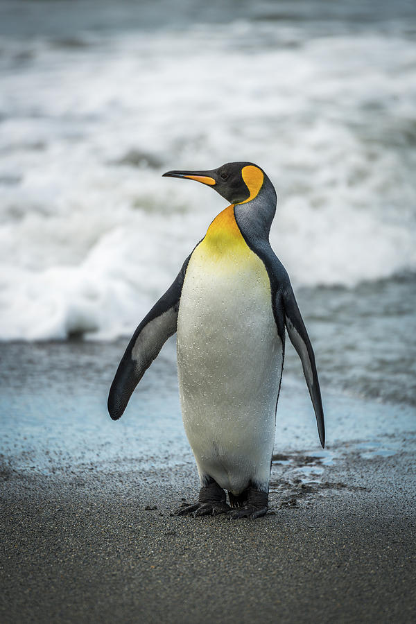 King penguin on beach with head turned Photograph by Ndp - Fine Art America