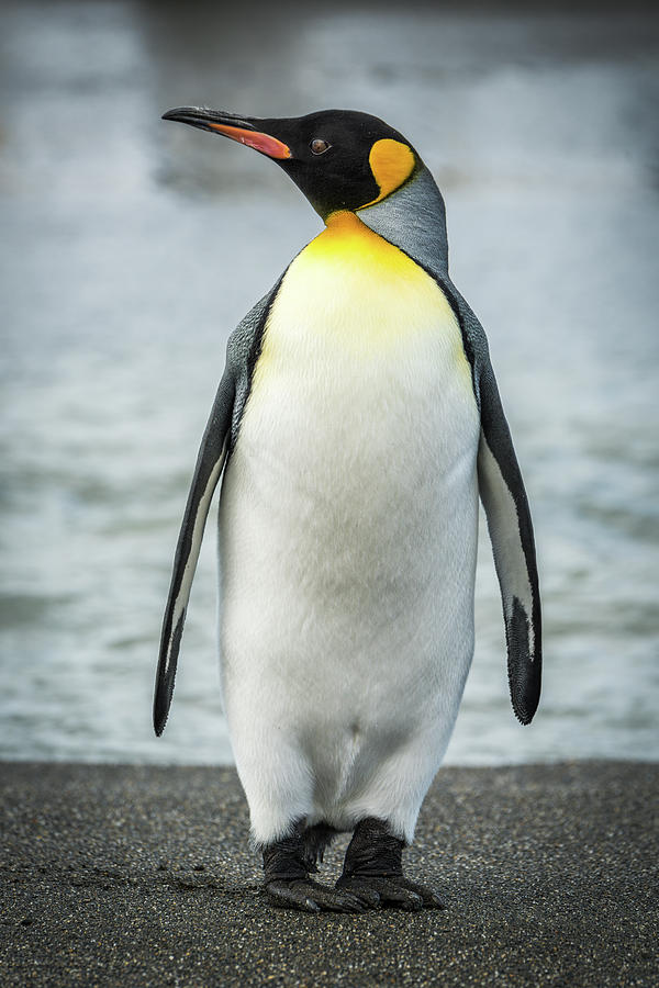 King penguin on beach with water behind Photograph by Ndp - Fine Art ...