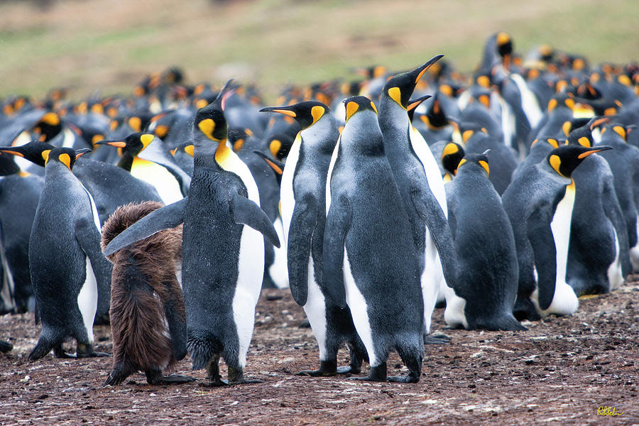 King Penguin Rookery Photograph by Robert Selin