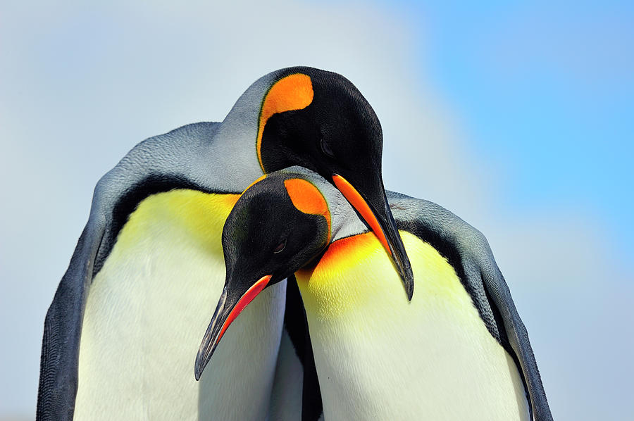 Penguin Photograph - King Penguin by Tony Beck