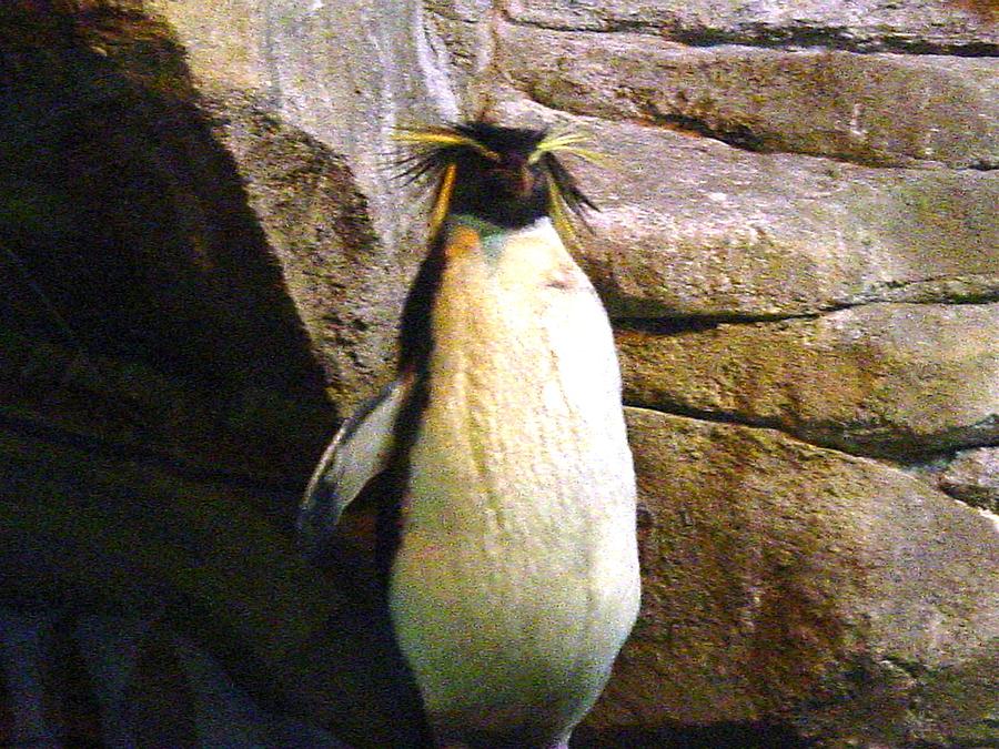 King Penguin Photograph by Ward Smith - Fine Art America