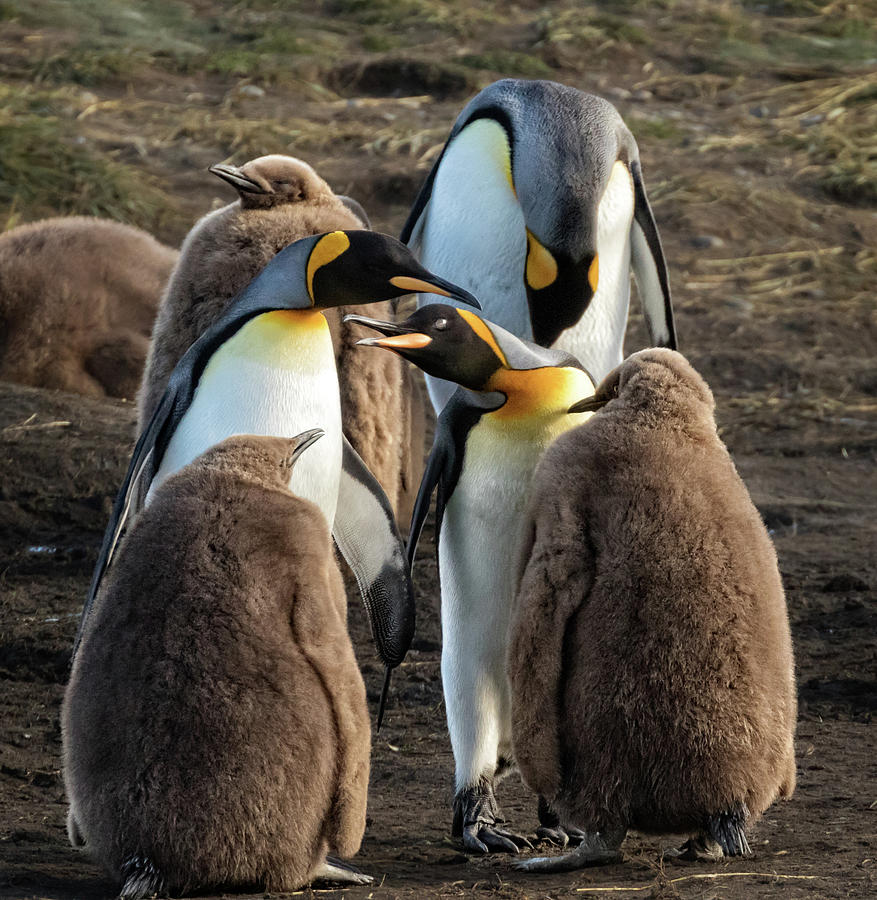 King Penguins and their young Photograph by Steven Upton