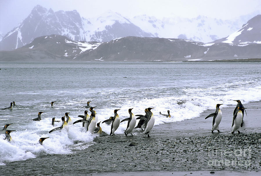 King Penguins Come Ashore Photograph by Greg Dimijian