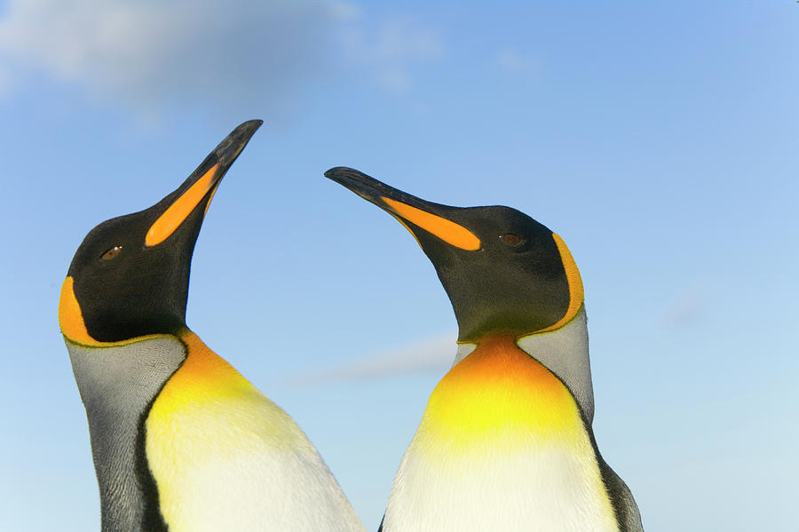King Penguins Interacting Photograph by Yva Momatiuk John Eastcott