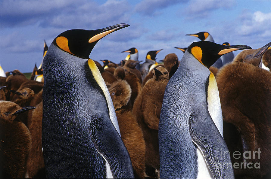 King Penguins, Kerguelen Islands Photograph by Babak Tafreshi