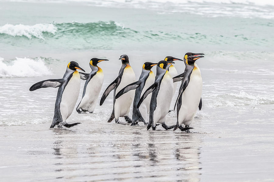 King penguins taking a stroll Photograph by Usha Peddamatham