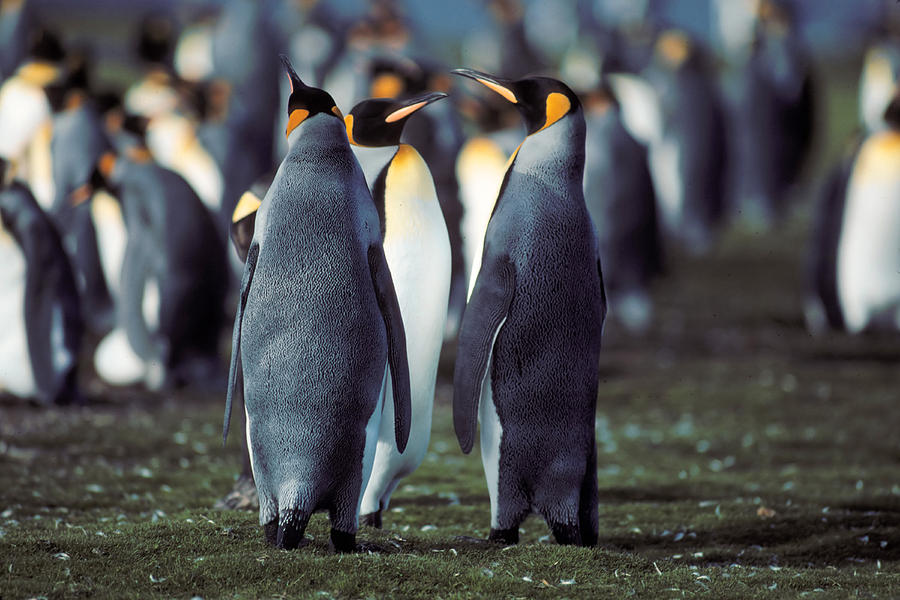 King Penguins Volunteer Point Falkland Islands Photograph by Brian ...