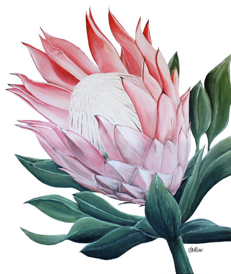 King Protea Painting by Anne-Marie Bloor