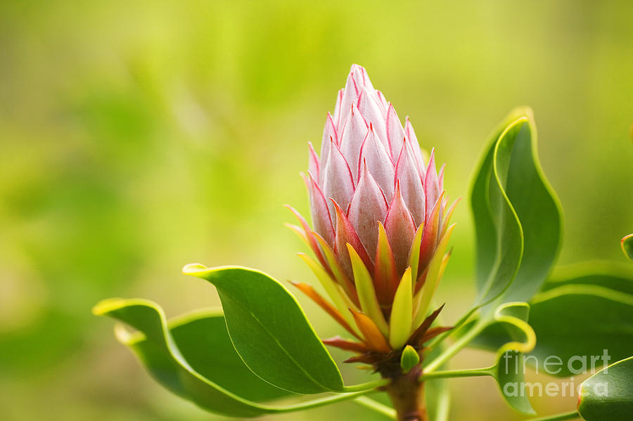 King Protea Bud Photograph by Ron Dahlquist - Printscapes