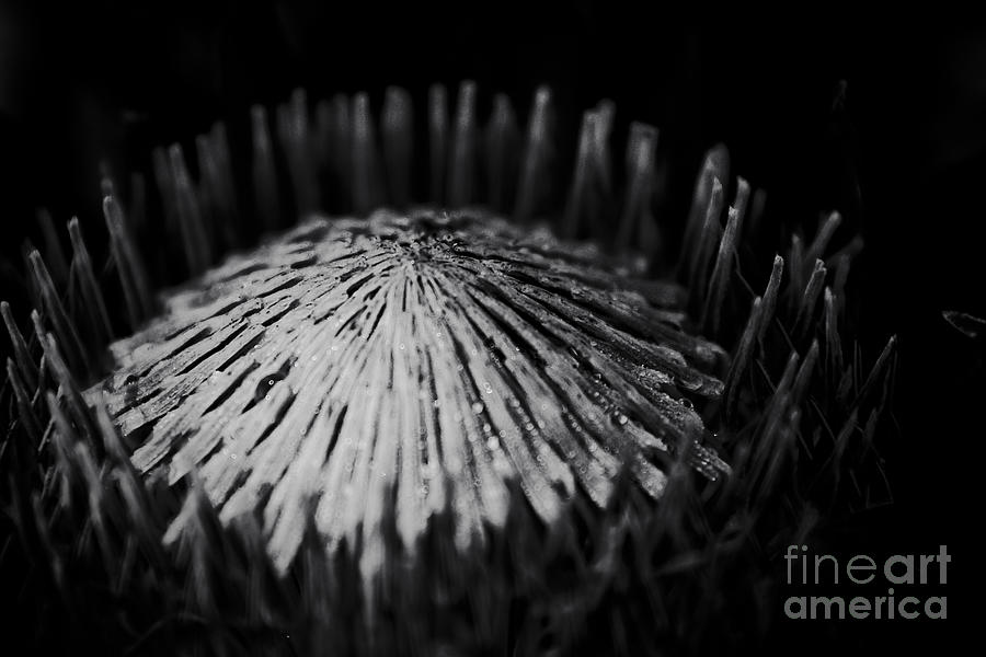 Flower Photograph - King Protea Deep Black Macro by Sharon Mau