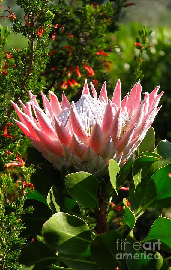 Spring Photograph - King Protea by Heather Nel