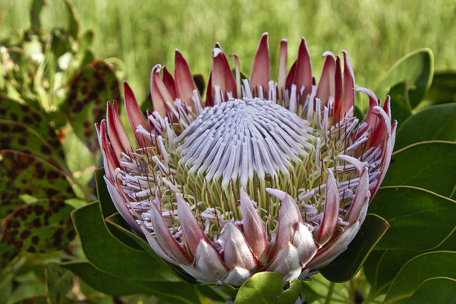 King Protea Photograph by Michele Burgess