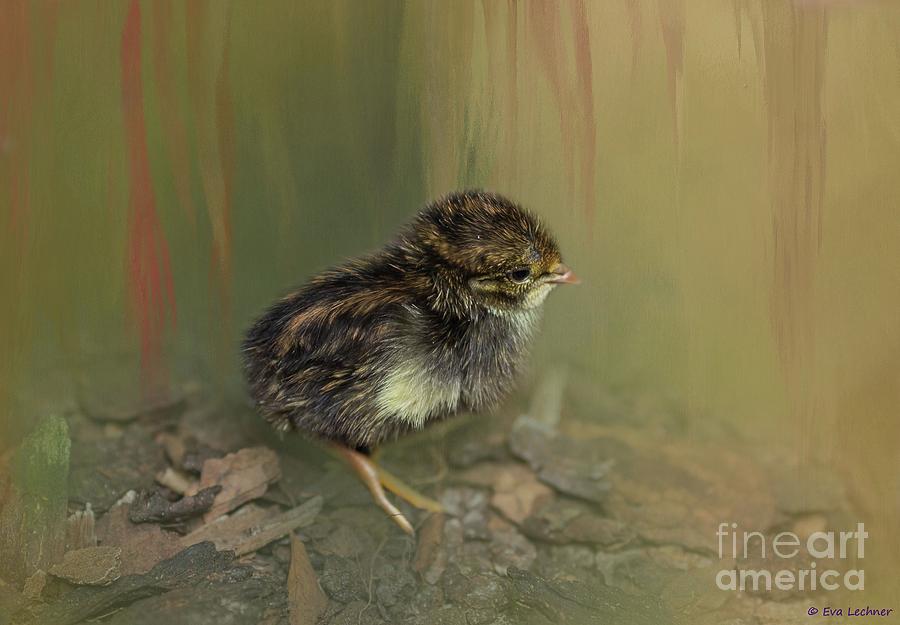 Wildlife Photograph - King Quail Chick by Eva Lechner