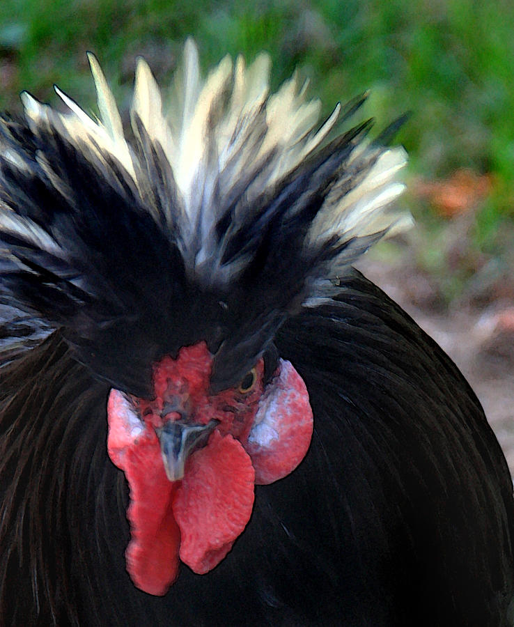 King Rooster Photograph by Joanne Coyle
