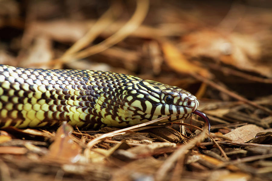 King Snake 2 Photograph by Arthur Dodd
