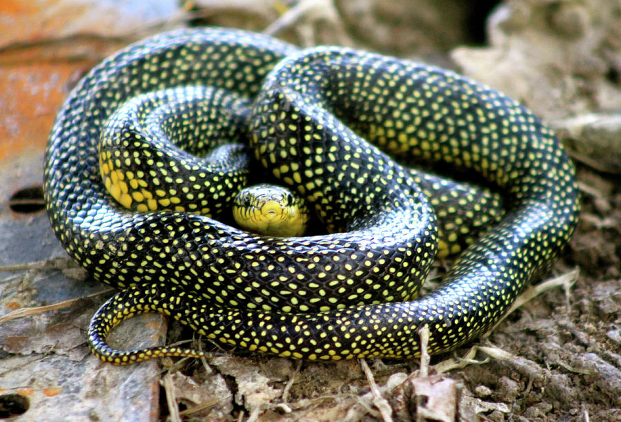 King Snake Photograph by Jennifer Schaefer - Fine Art America