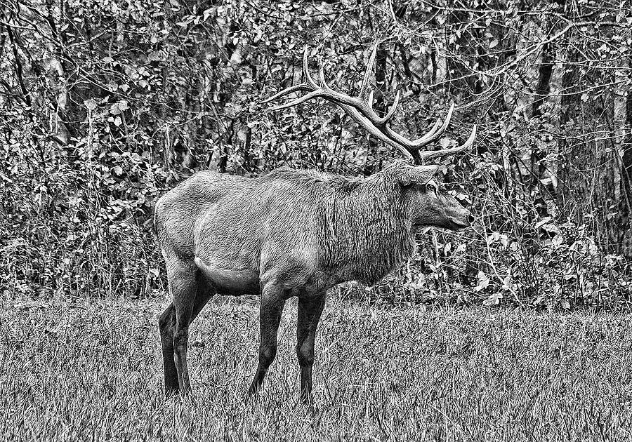 King Stag In Black And White   Photograph by HH Photography of Florida