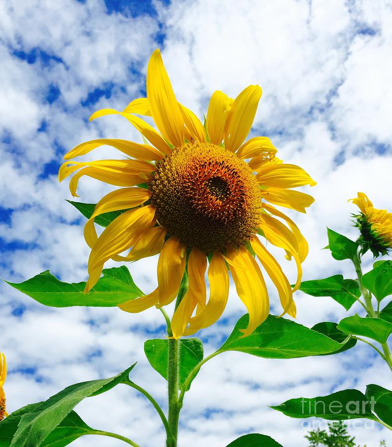 King Sunflower Photograph By Castlight Media Group