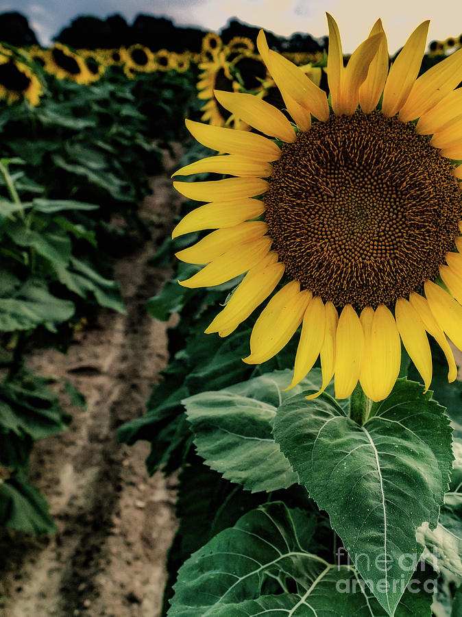 King Sunflower From Long Island, New York Photograph by Alissa Beth Photography