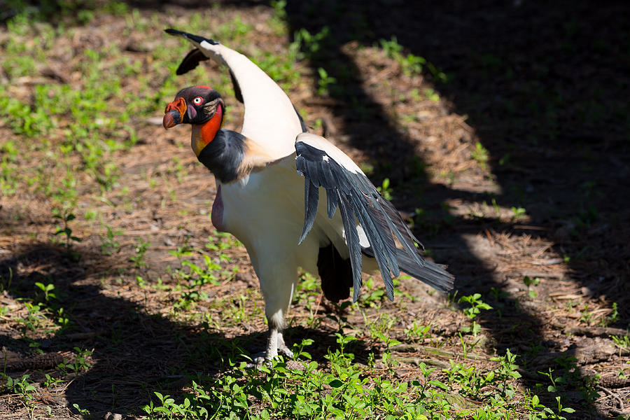 King Vulture Display Photograph by Allan Morrison
