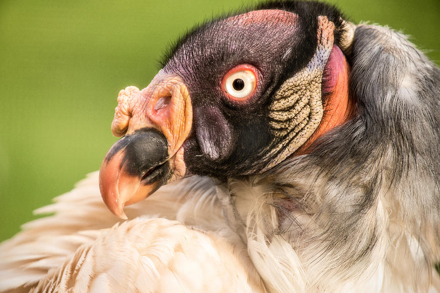 King Vulture Photograph by Don Johnson