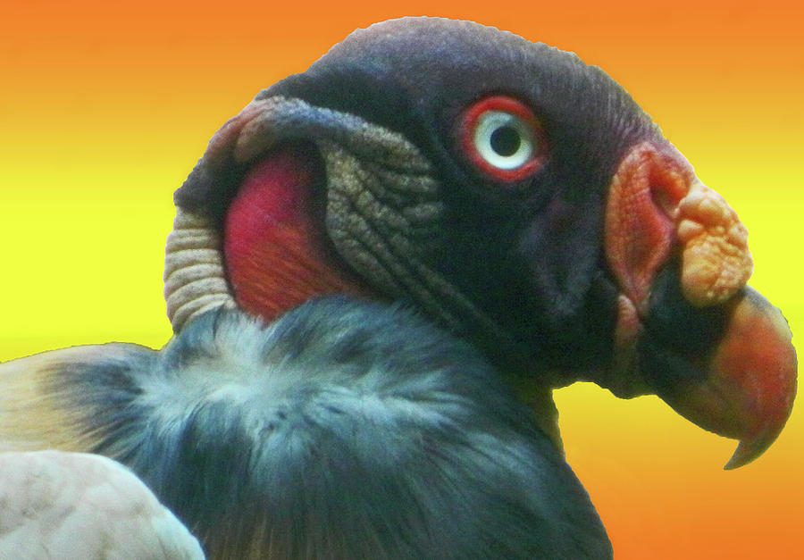 King Vulture I Photograph by Emmy Vickers
