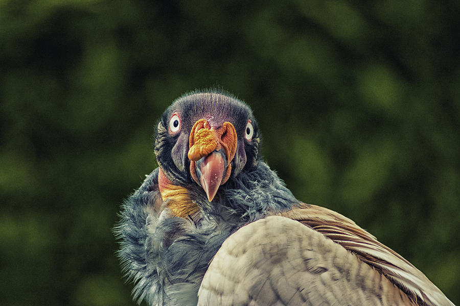 Nature Photograph - King Vulture by Martin Newman