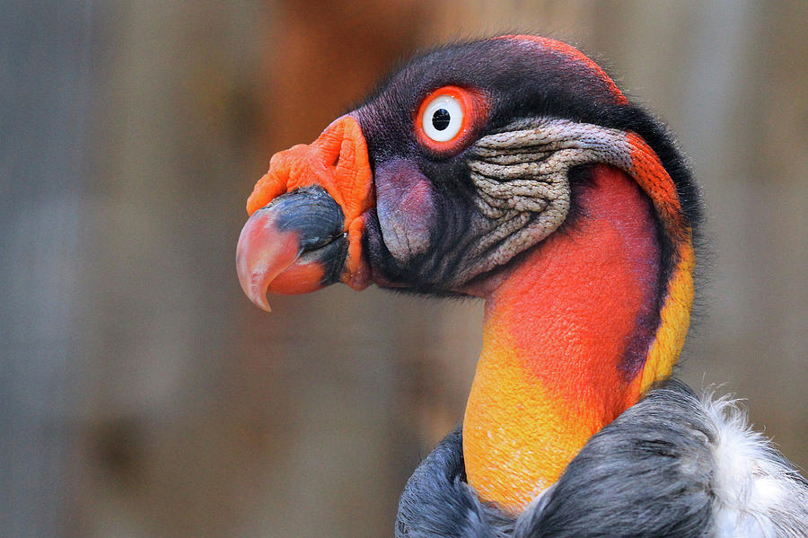 King Vulture by Paul Marto King Vulture by Paul Marto