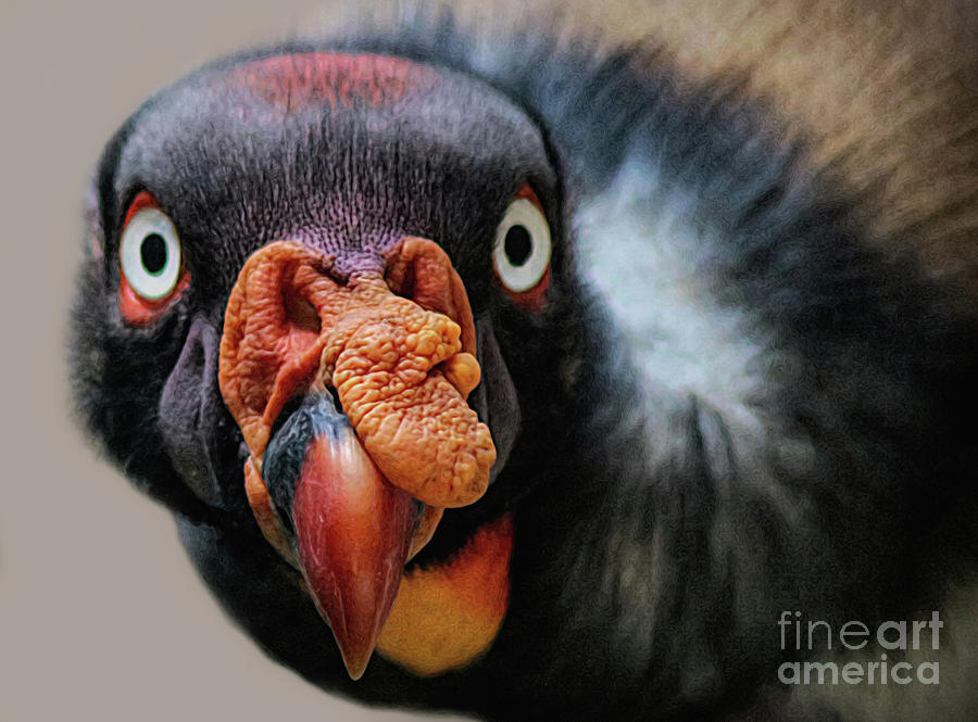 King Vulture Print Photograph by Paulette Thomas - Fine Art America