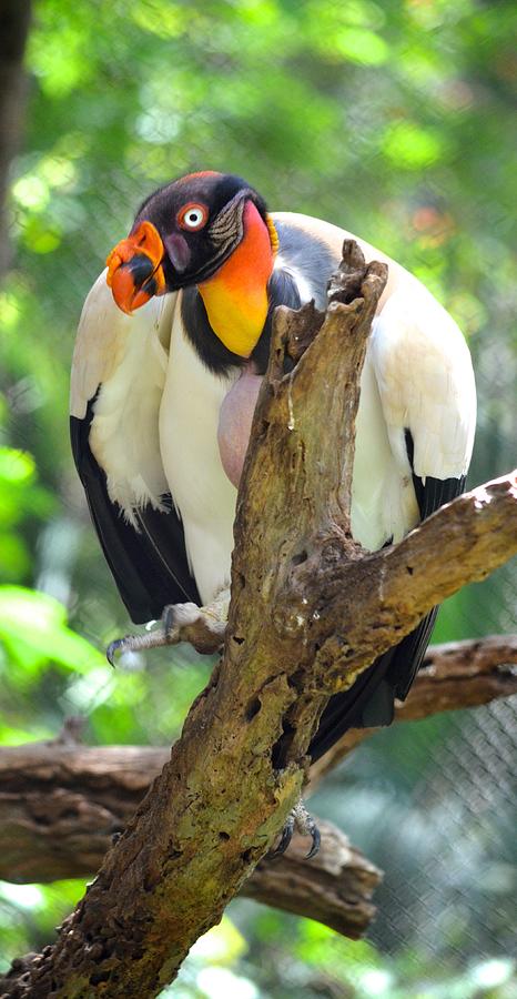 King Vulture Photograph by Richard Bryce and Family