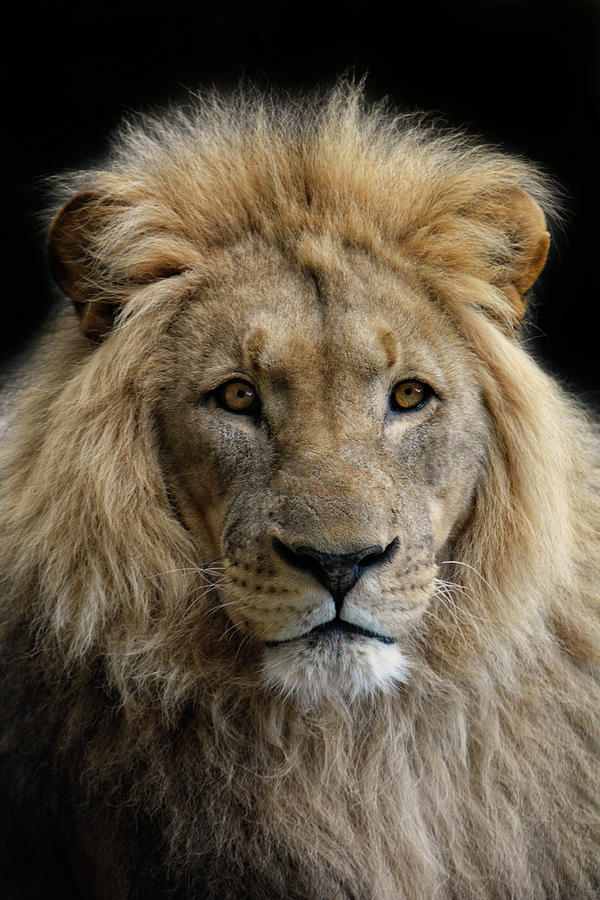 Animal Photograph - King Without A Crown by Joachim G Pinkawa