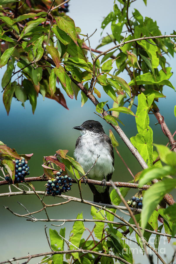 Kingbird and Berries Photograph by Joann Long