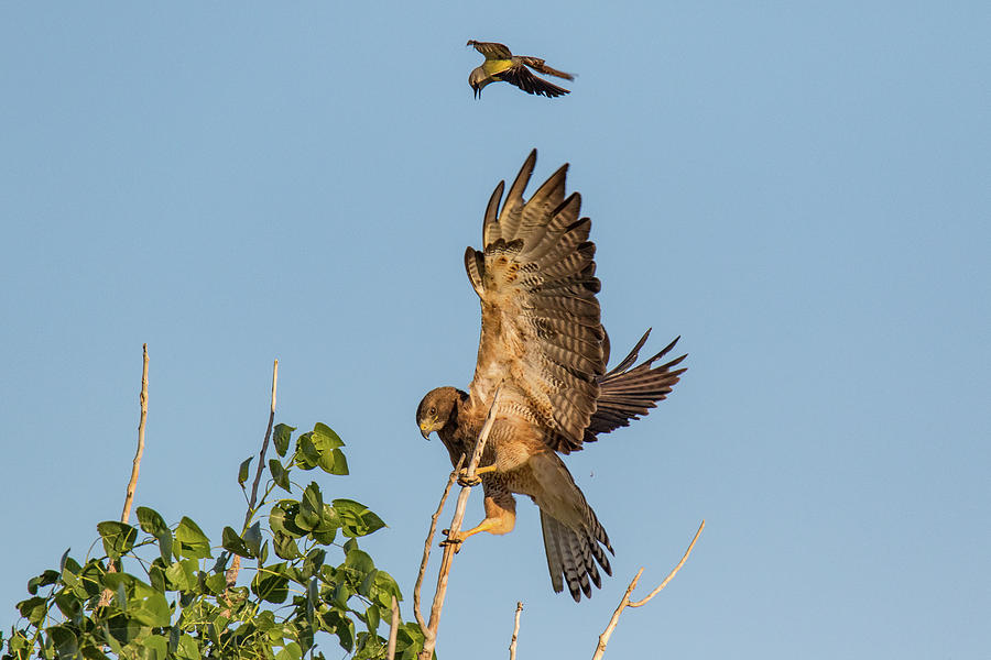 Kingbird Attacks Hawk Photograph By Tony Hake Fine Art America