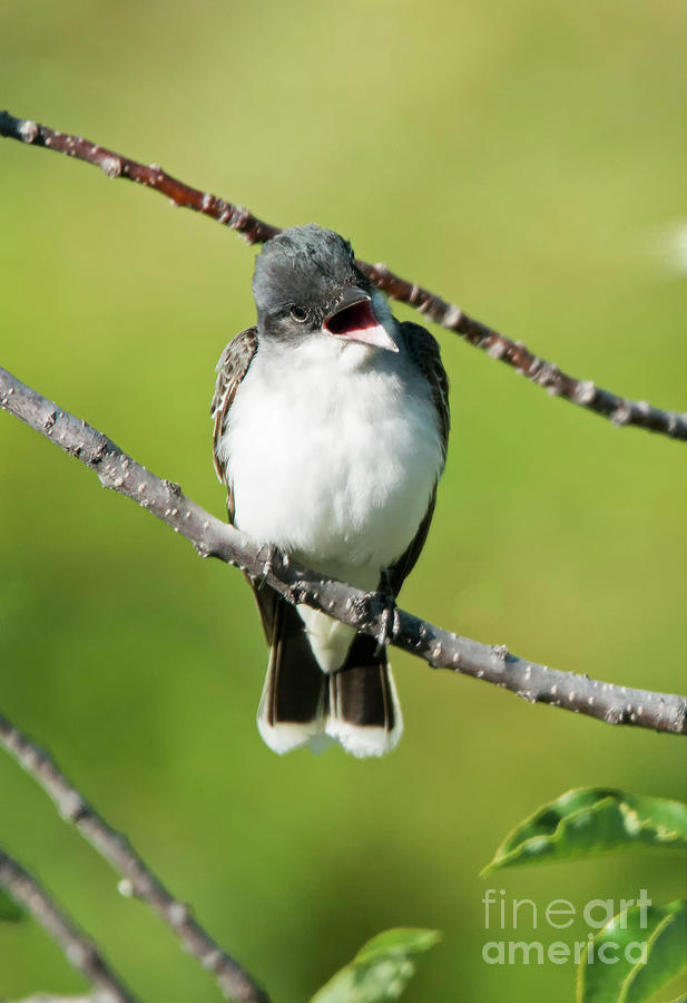 Kingbird Chatter Photograph by Michael Dawson