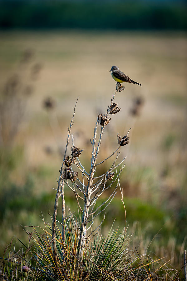 Kingbird on Yucca Photograph by Jeff Phillippi
