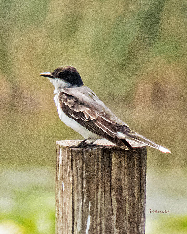Kingbird Photograph by T Guy Spencer