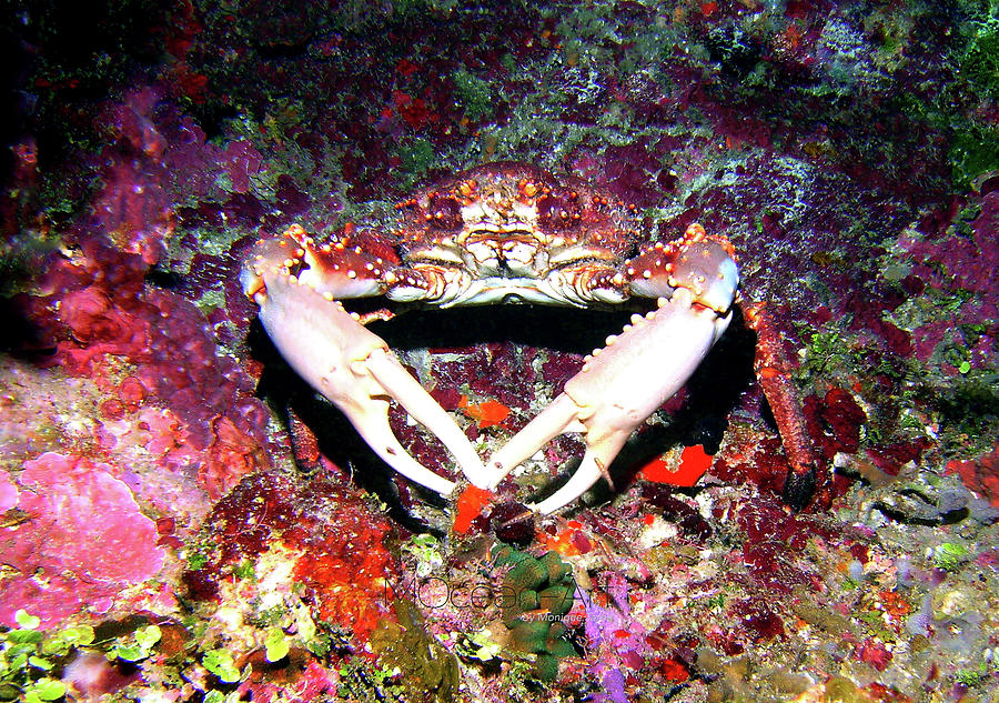 Marine Life Photograph - Kingcrab by Monique Taree