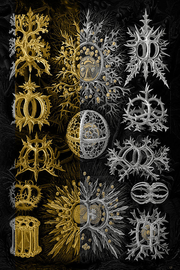 Kingdom of Silver Single-Celled Organisms  Digital Art by Serge Averbukh