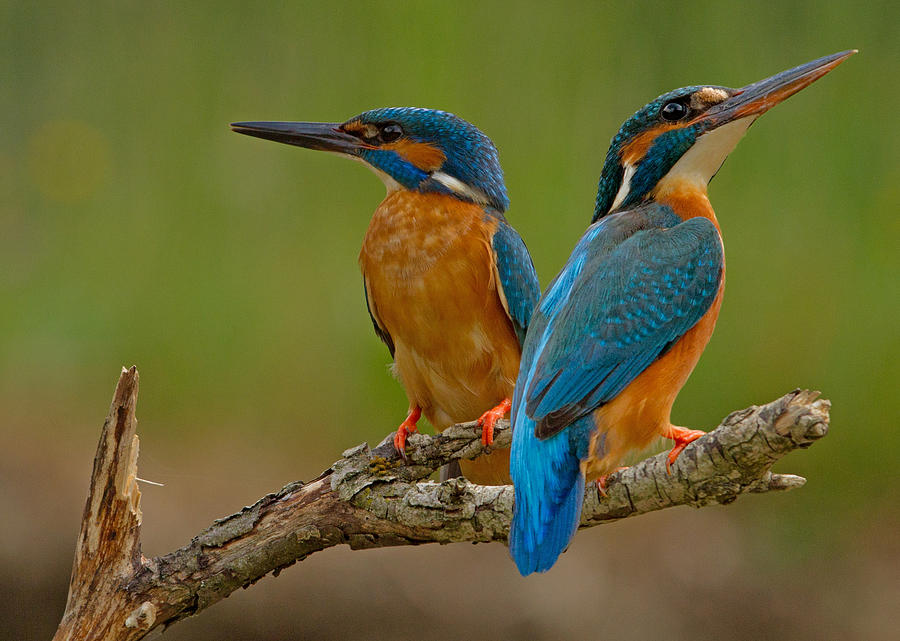 Kingfisher Photograph - Kingfisher (alcedo Atthis) by Stefan Benfer